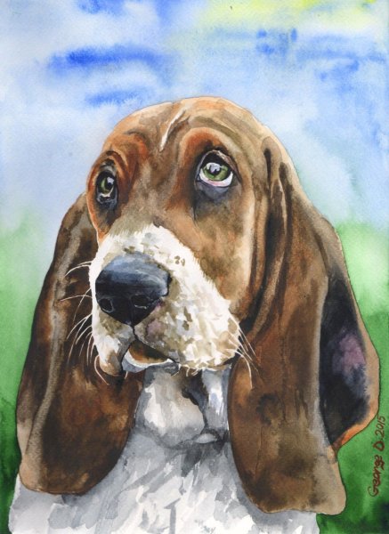 Бассет хаунд акварелью
