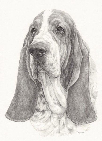 Собака Бассет хаунд рисунок