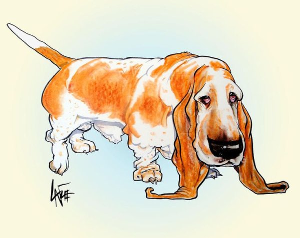 Бассет хаунд