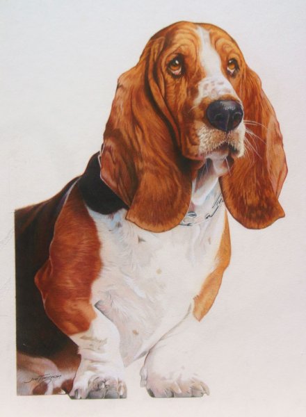 Бассет Джим