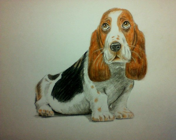 Бассет хаунд