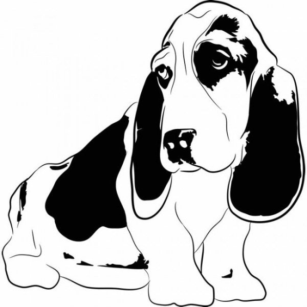 Бассет хаунд