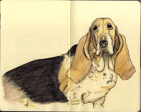 Бассет скетч