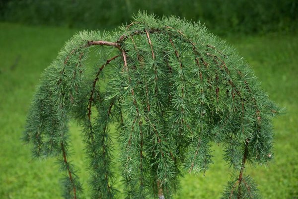 Лиственница тонкочешуйчатая японская Larix kaempferi