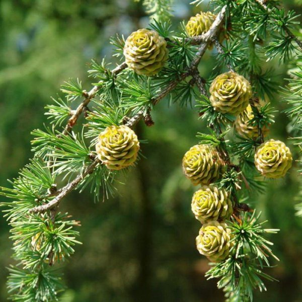 Лжелиственница Кемпфера