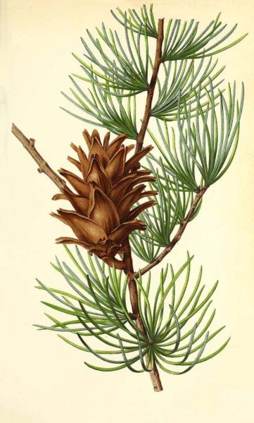 Лиственница Кемпфера