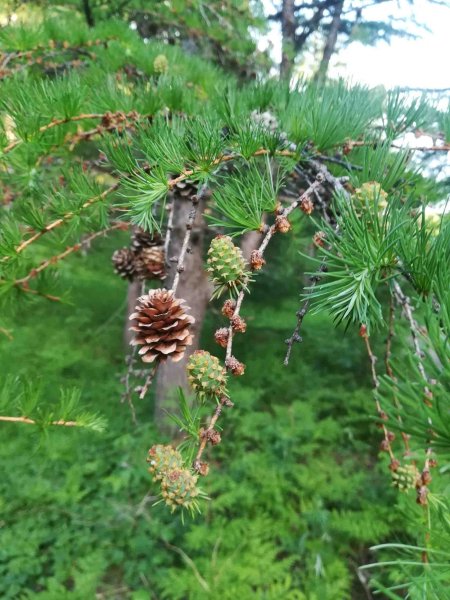 Лиственница Кемпфера ареал