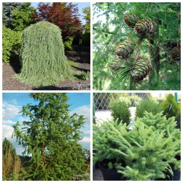 Формирование кроны грецкого ореха схема