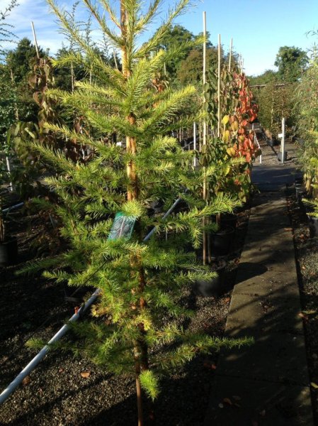 Лиственница тонкочешуйчатая Стифф Випер