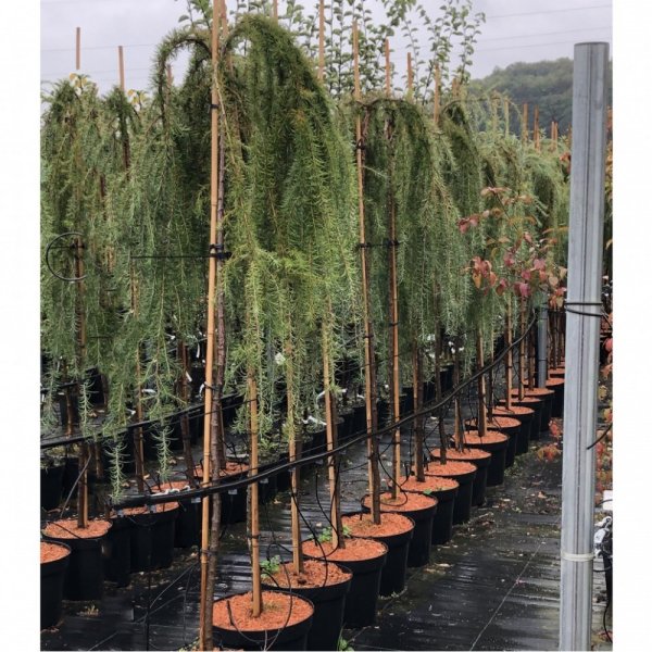 Хвойные растения 1 класс