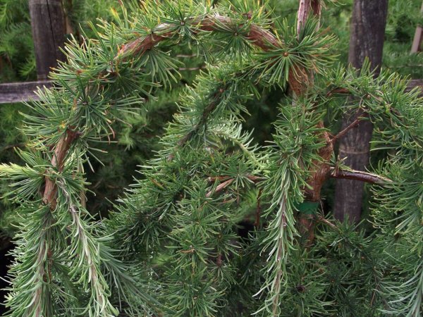 Хвойные деревья задания