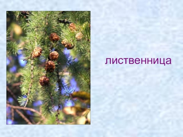 Лиственница Кемпфера