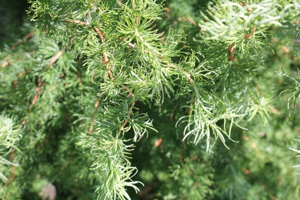 Лиственница тонкочешуйчатая