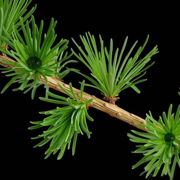 Лиственница японская Блю Дварф