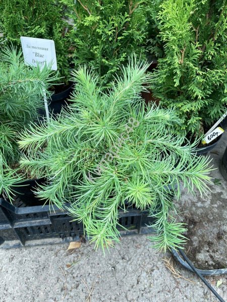 Лиственница японская Кемпферта