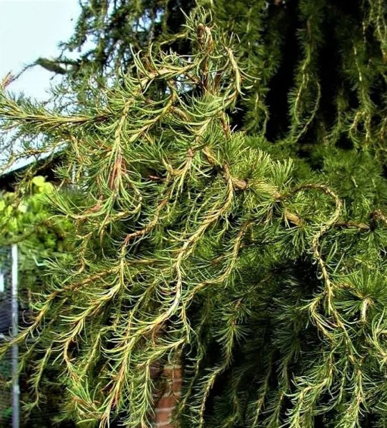 Лиственница Кемпфера шишки