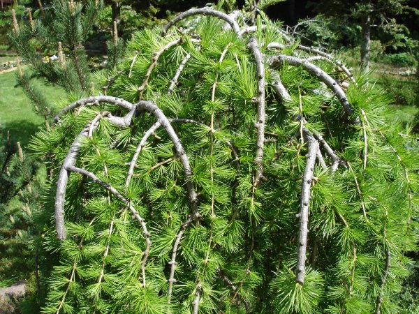 Лиственница Кемпфера