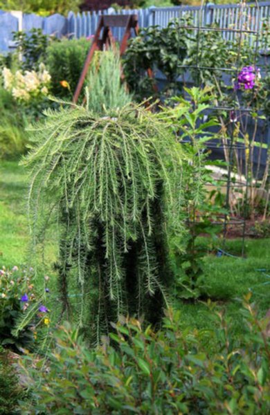 Лиственница европейская "Репенс" (Larix decidua "repens")