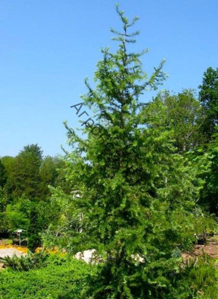 Лиственница Кемпфера шишки