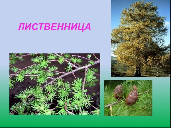 Лиственница тонкочешуйчатая Larix kaempferi