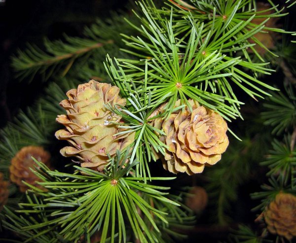 Лиственница Кемпфера Стиф Випер