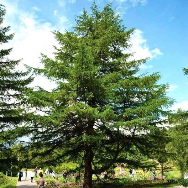 Лиственница японская Larix kaempferi