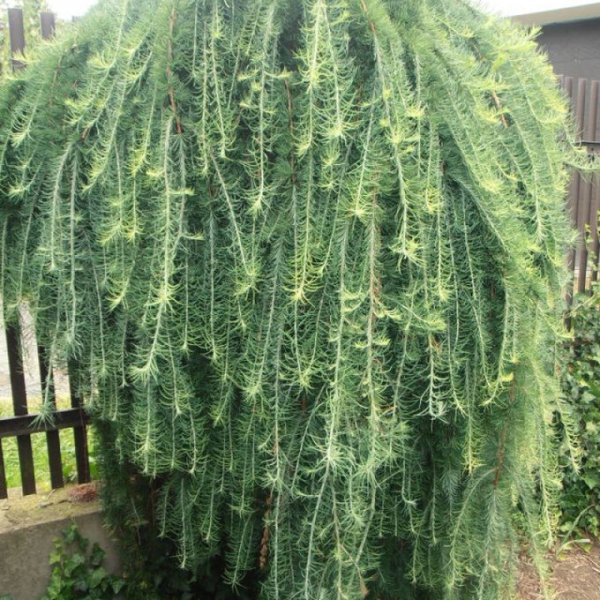 Лиственница Кемпфера stiff Weeper