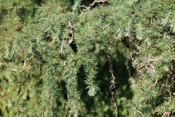 Лиственница стоки