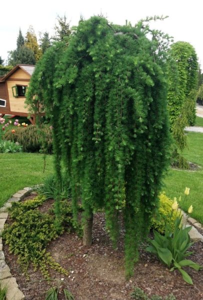 Лиственница японская