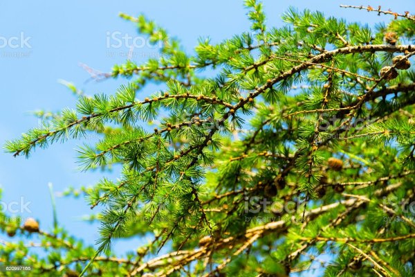 Лиственница европейская Пендула