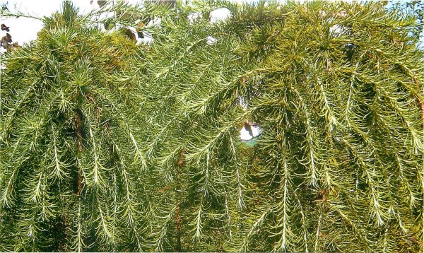 Лиственница шишки и хвоинки