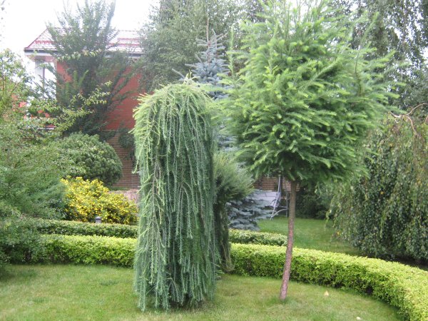 Слайд лиственница