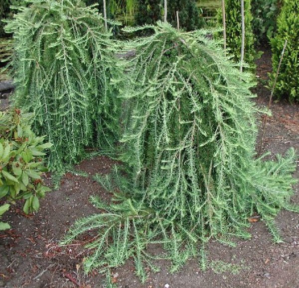 Лиственница Кемпфера фото 3 класс окружающий мир