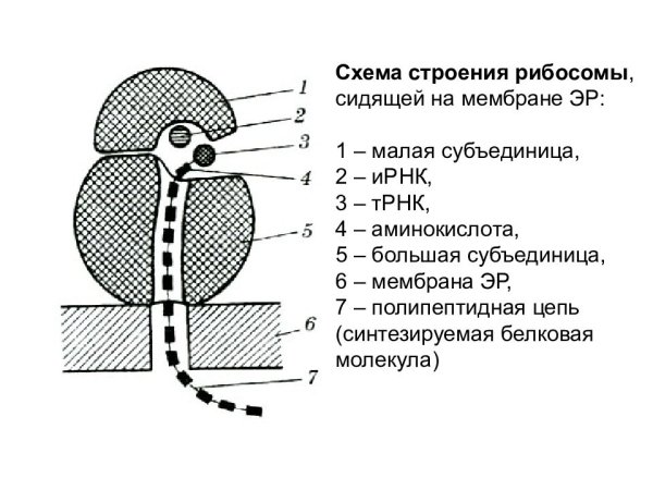 Строение рибосомы клетки
