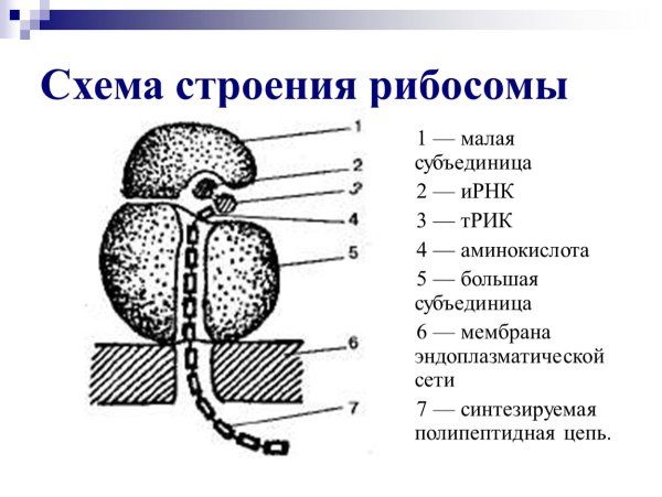 Рибосомы строение и функции рисунок