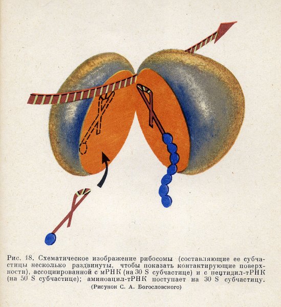 Рибосомы рисунок