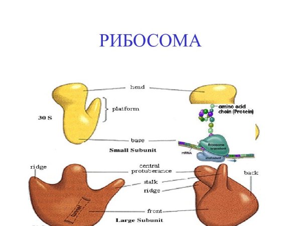 Строение рибосомы клетки