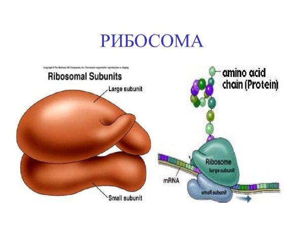 Рибосома малая и большая субъединица