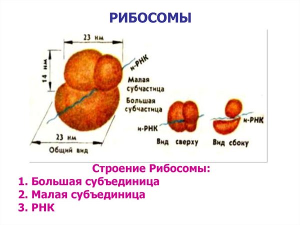 Рибосомы рисунок