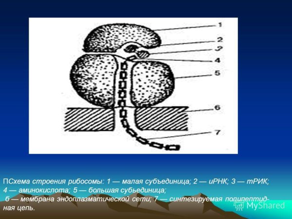 Большая субъединица рибосомы строение