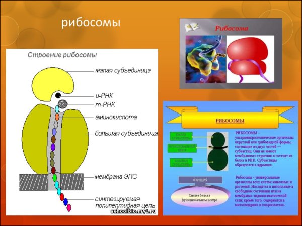 Синтез полипептидной цепи на рибосоме