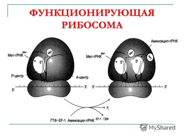 Строение рибосомы без подписей
