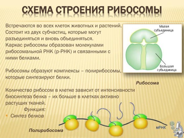 70s рибосомы