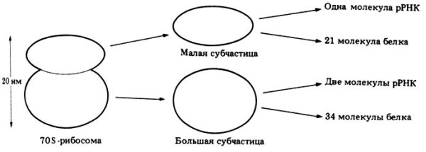 Схема строения рибосомы