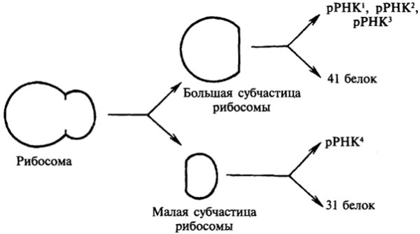 Схема синтеза белка в рибосоме трансляция