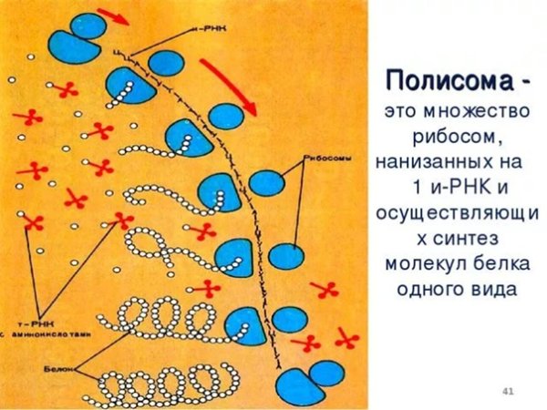 Строение большой субъединицы рибосомы