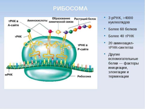 Рибосомы рисунок