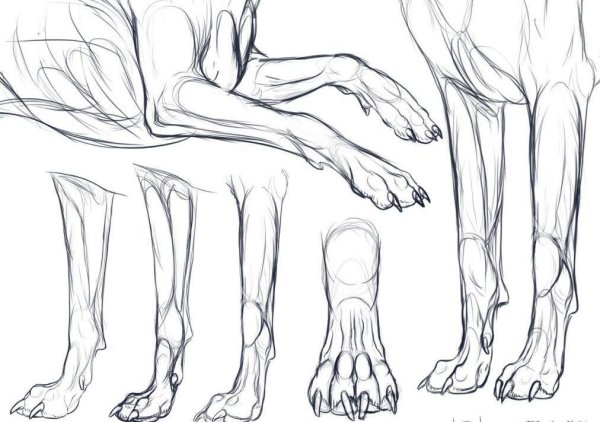 Анатомия волка референс лапы