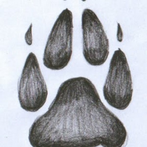 Волчья лапка