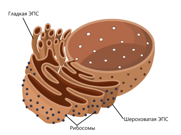 Эндоплазматическая сеть в клетке